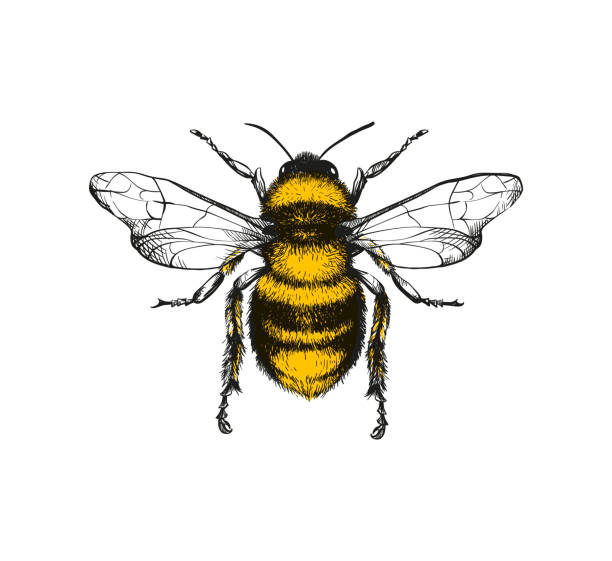 bee