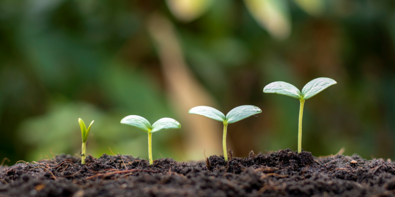 Image of green seedlings growing out of brown soil, each increasingly taller from left to right. There is an out-of-focus forest in the background.