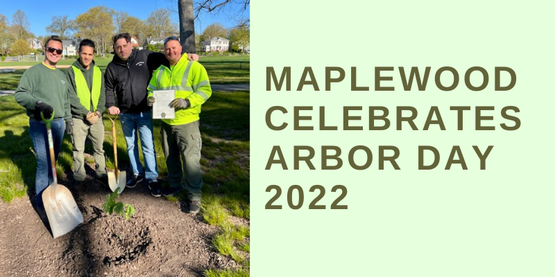 4 DPW employees behind the newly-planted Salem Oak sapling. Right: light green background with dark green text reading 