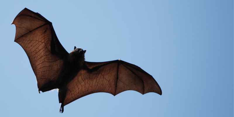 Image of a bat flying across a blue sky.