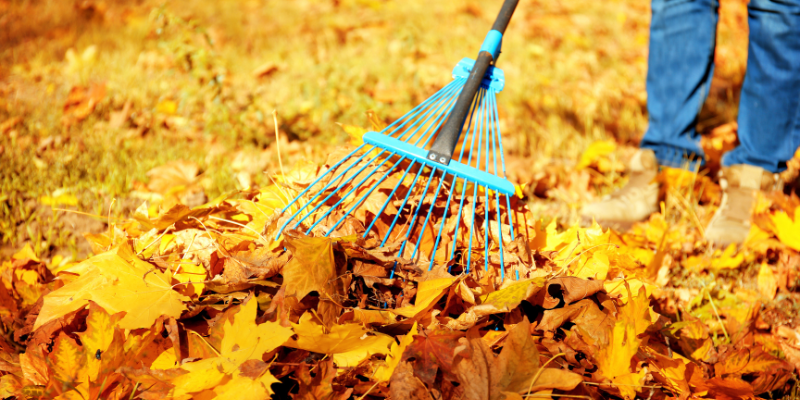 Image of orange, red, and yellow leaves being raked by a person in jeans.